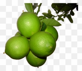 Limon Persa Png 3 Image - Limon Persa Png,Limon Png