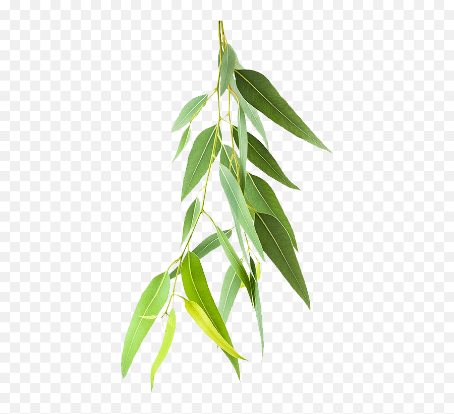 Lemon Eucalyptus - Himalaya Cold Balm Ad Png,Eucalyptus Leaves Png