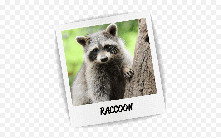 Raccoon U2013 Blue Chip Pest Services - Baby Raccoon Png,Raccoon Transparent