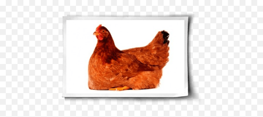 Do Chickens Mourn The Loss Of Their Eggs - Chicken Hen Sitting On Eggs Png,Chickens Png