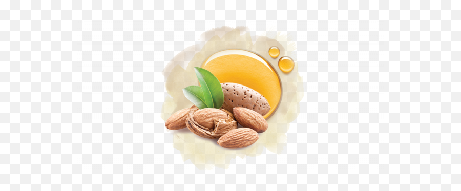 Almond Oil Png Free Images Transparent U2013 - Almond,Almond Png
