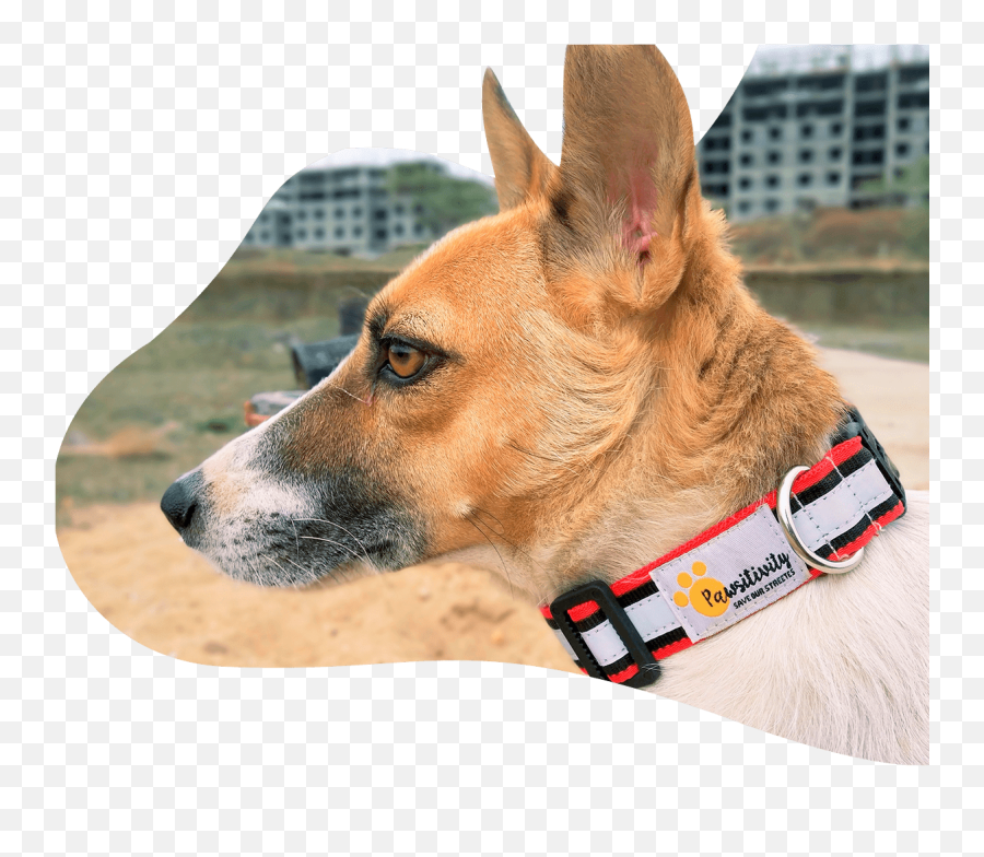 Home Pawsitivity - Martingale Png,Dog Collar Png