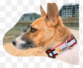 Home Pawsitivity - Martingale Png,Dog Collar Png