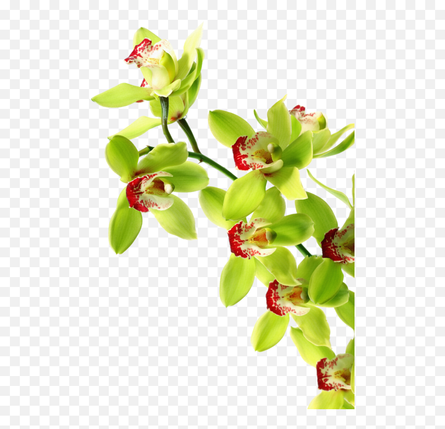 Cymbidium Orchids Png Transparent Cartoon Green Orchid Hd