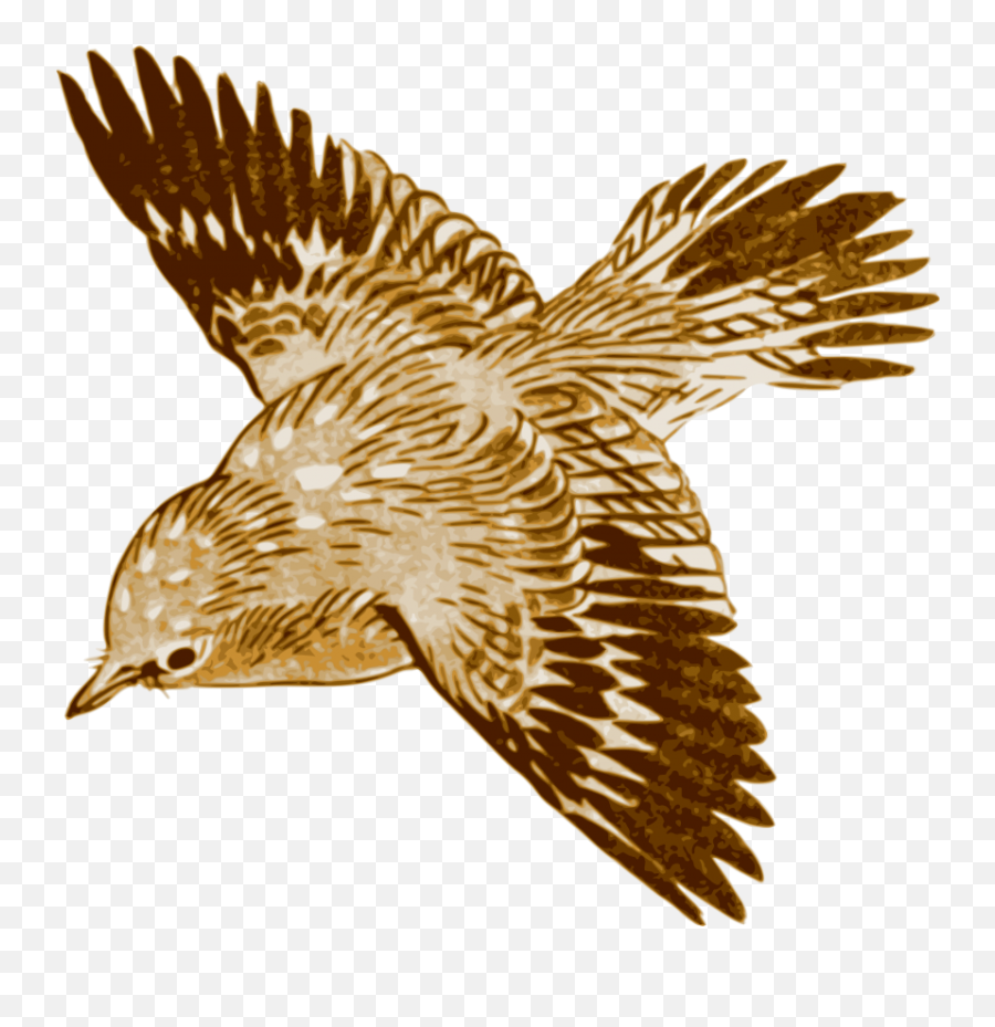 Download Free Png Flying Brown Birds Images - Brown Bird Flying Png,Flying Birds Png