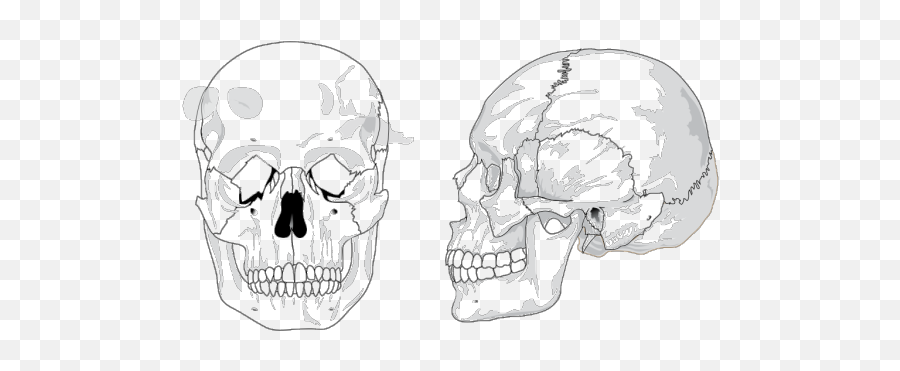 Skull Png Images Icon Cliparts - Download Clip Art Png Scary,Icon Skulls