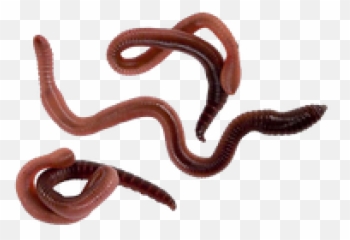 Worms Png Transparent Images Free Download Clip Art - Png