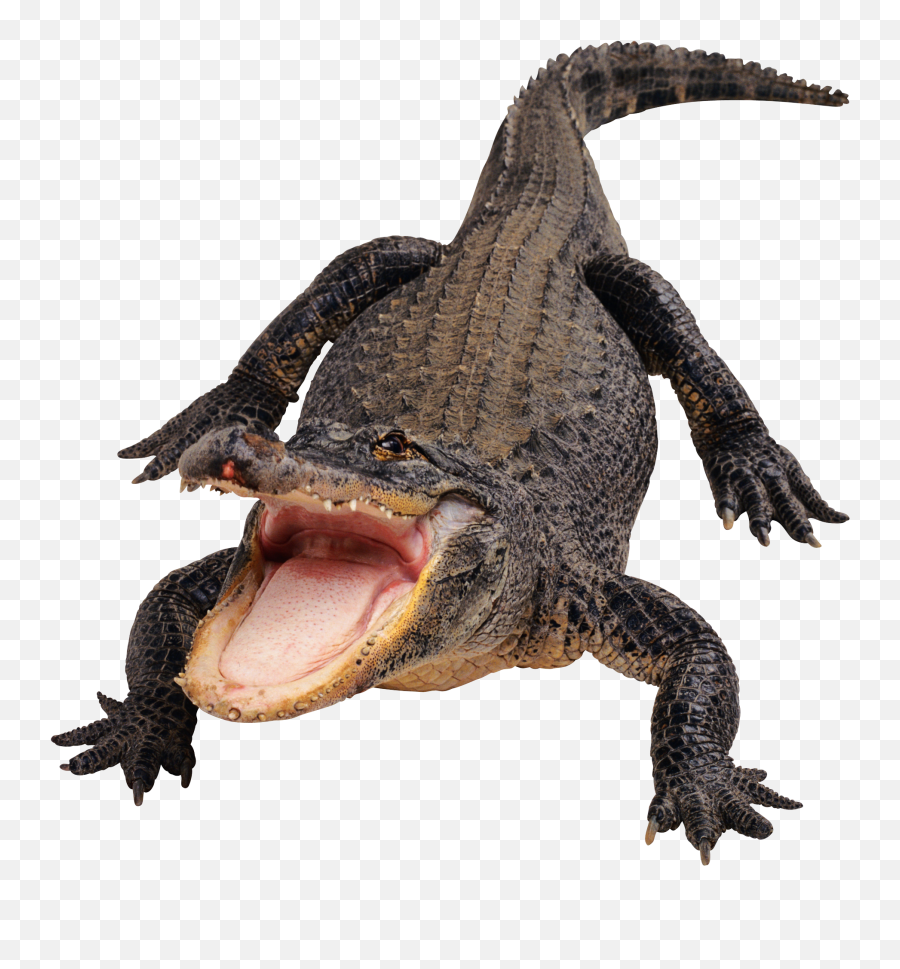Download Black Crocodile Png Image For Free - Alligator Transparent Background,Croc Png