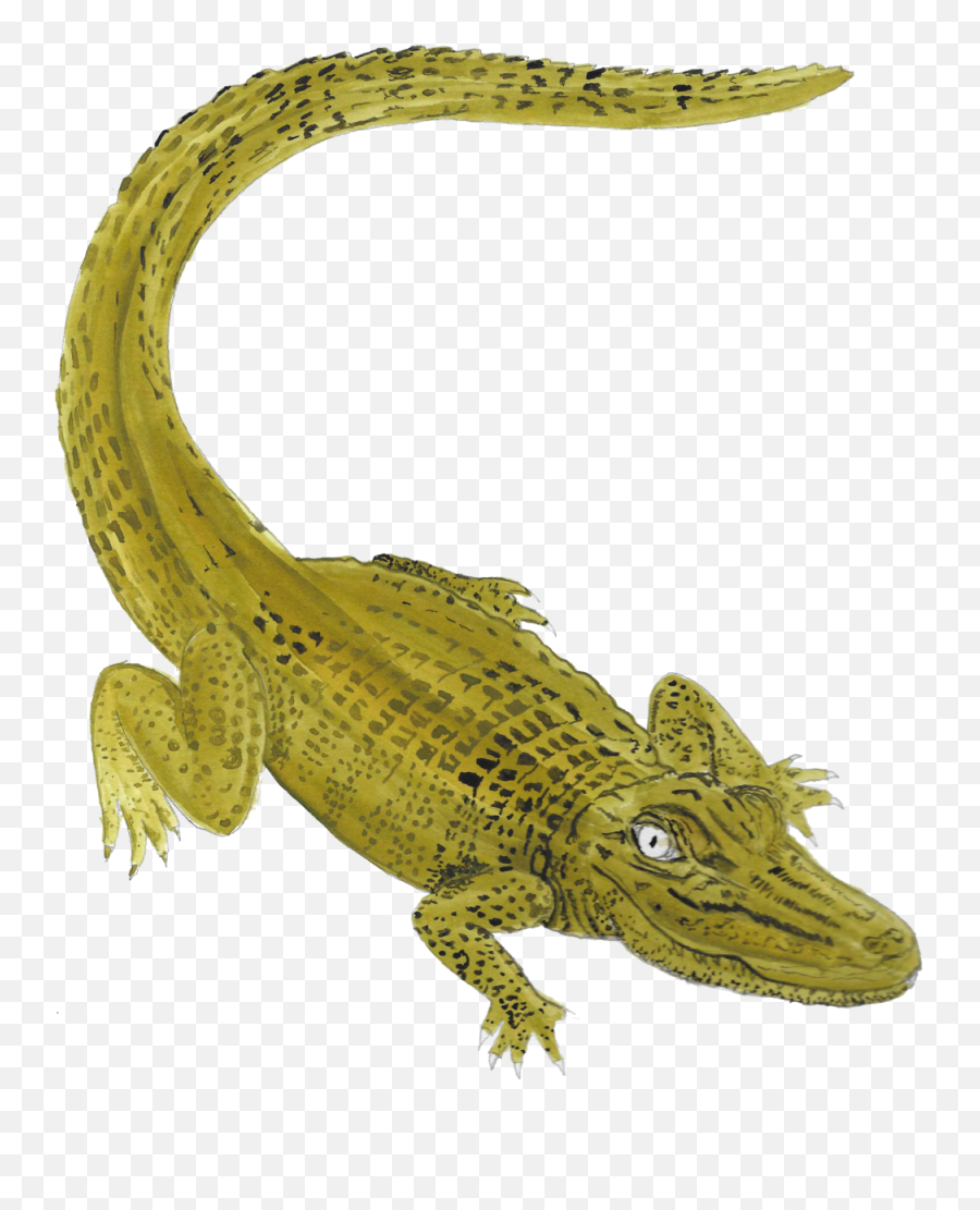 Getting There Katie Brian - Portable Network Graphics Png,Gator Png