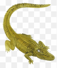 Getting There Katie Brian - Portable Network Graphics Png,Gator Png