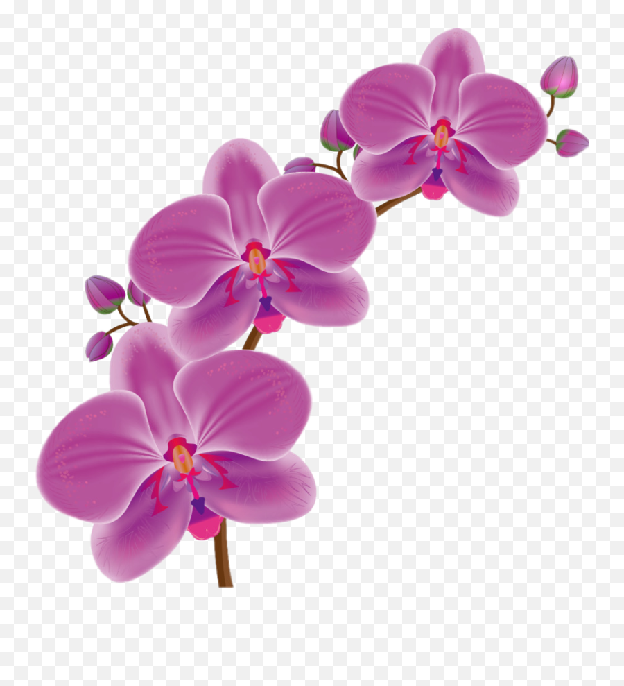 Orchid Flowers Nature Freetoedit Sticker By Almaramara Png Icon