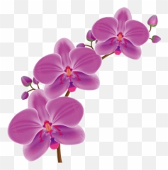 Orchid Flowers Nature Freetoedit Sticker By Almaramara Png