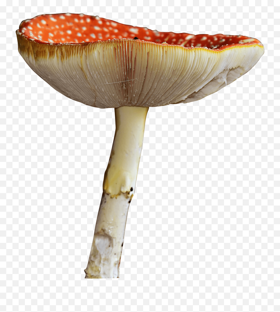 Mushroom Png Hd Image Free Download - Edible Mushroom,Mushroom Png