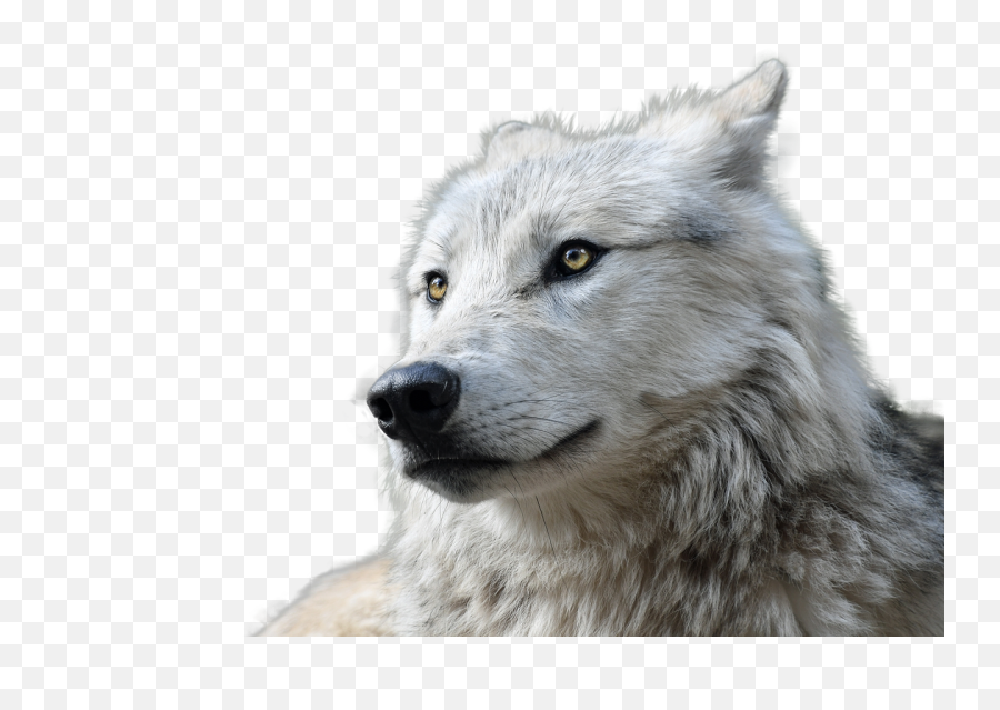 Wolf Transparent Animal - Farkas Png,Wolf Transparent