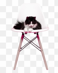 Cat - Free Rat Transparent PNG