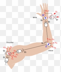 Kinematic Model Of The Human Arm Download Scientific Diagram - Human Arm Kinematic Model Png,Cartoon Arm Png