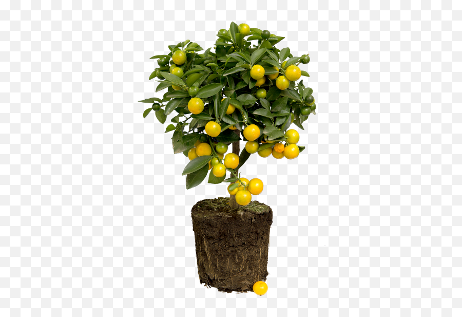 Elho Png Lemon Tree