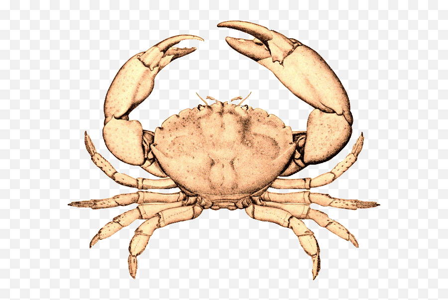 Florida - Stonecrabmenippemercenaria Santa Monica Seafood Crab Vintage Illustration Png,Crab Transparent