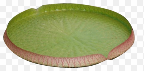Download Water Lily Png Image - Portable Network Graphics,Lily Png