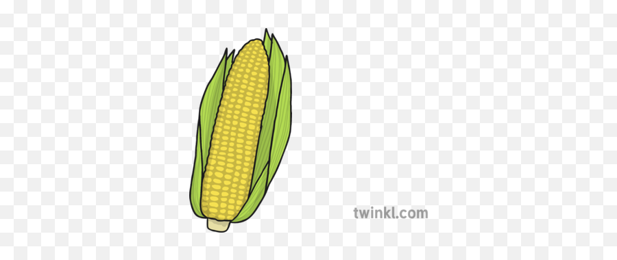 Corn Sweetcorn - Twinkl Corn On The Cob Png,Corn Cob Png