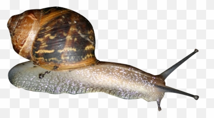 Download Snail Png - Transparent Snail Clip Art Png,Snail Png