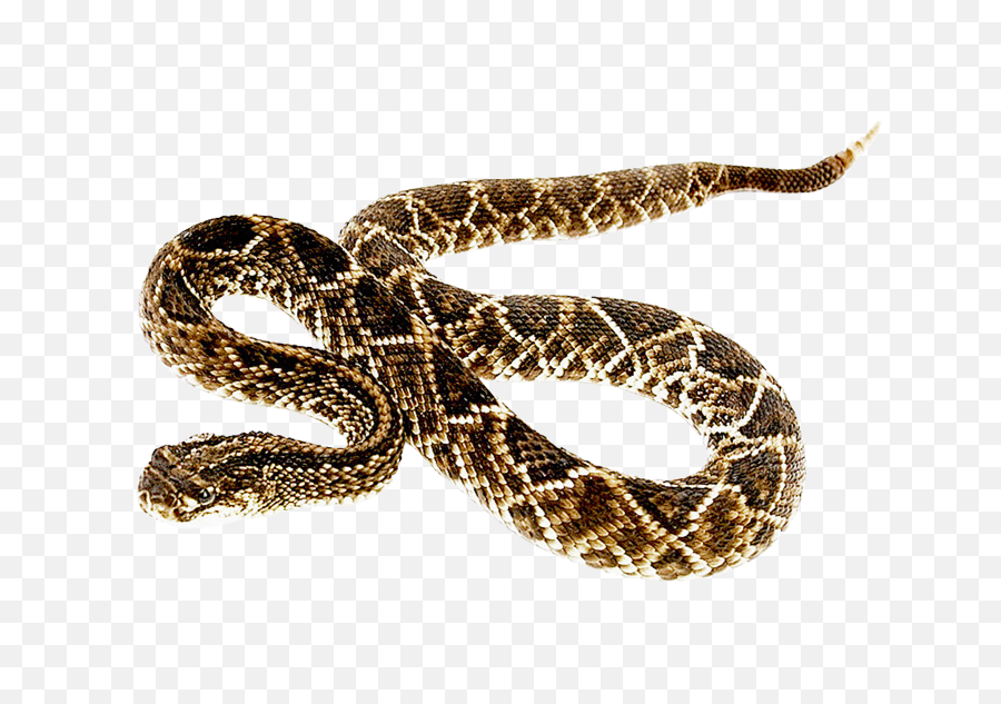 Free Png Snake Images Transparent - Rattlesnake Png,Snake Png