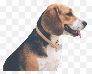 Pet Studio Malta Aims Transparent PNG