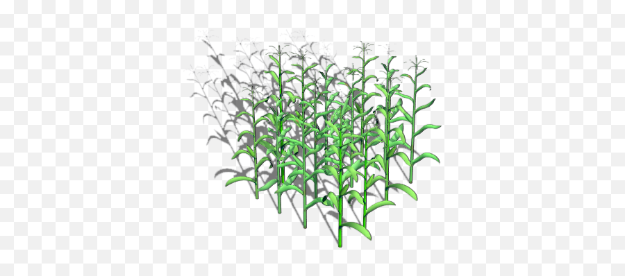 Cornfield Vector Corn Stock Transparent - Grass Png,Corn Field Png