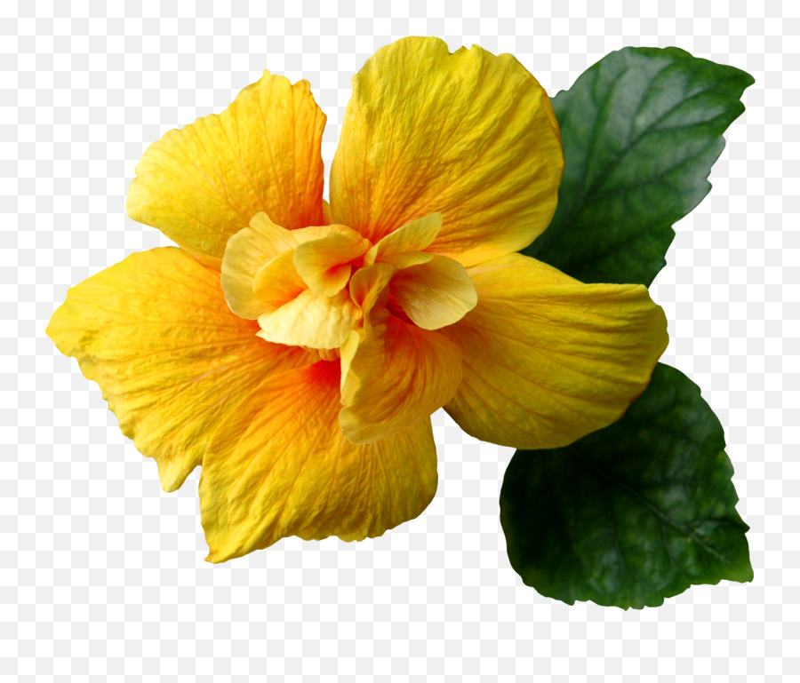 Download Hd Yellow Hibiscus Flower Png - Real Yellow Flowers Png,Hibiscus Flower Png