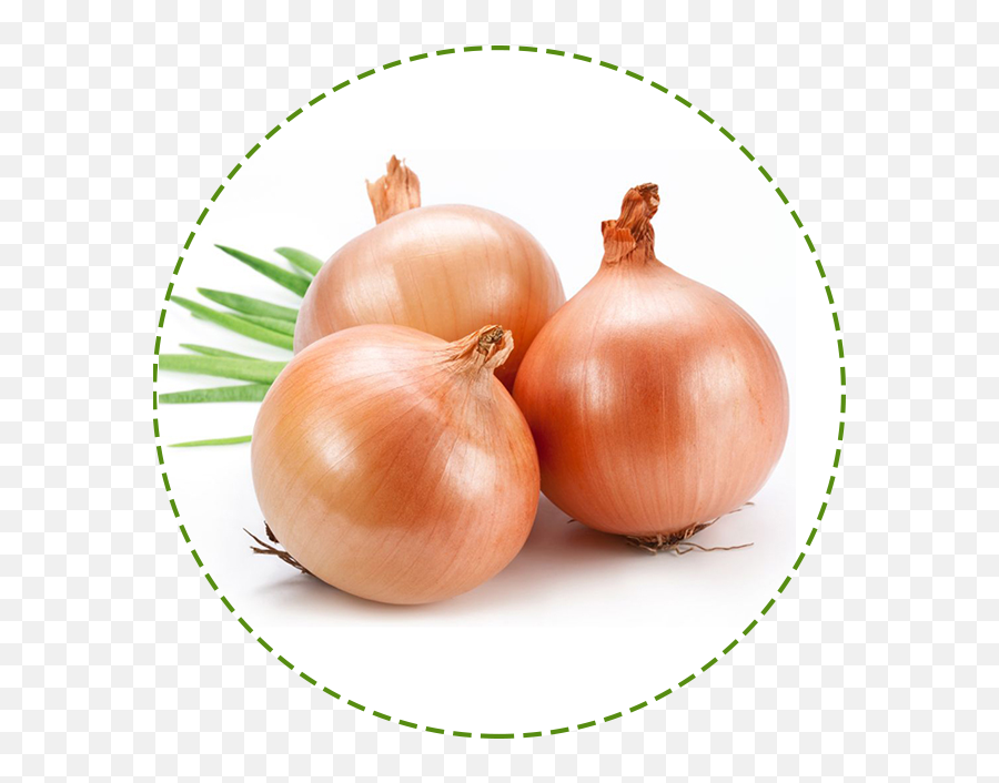 Onion Plant Png - Onion Fruits And Crops In West Asia Onion Grow In Water,Crops Png