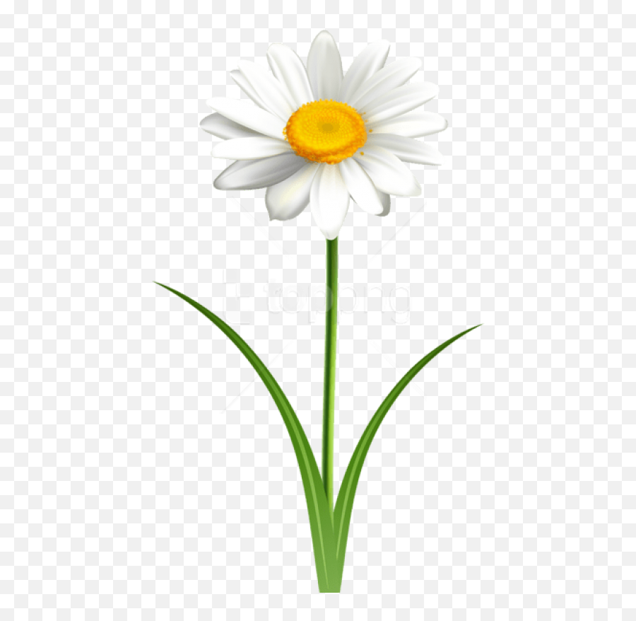 Daisy Flower Transparent Png Images - Daisy Flower With Stem Clip Art,Daisies Png