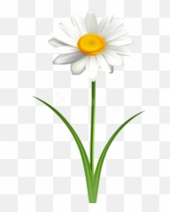 Daisy Flower Transparent Png Images - Daisy Flower With Stem Clip Art,Daisies Png