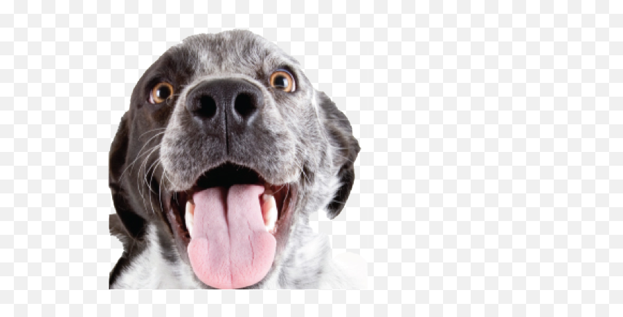 Download Happy Dog Png Library - Dominante Dogs Png Image Transparent Png Happy Dog Png,Dogs Transparent Background