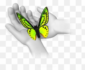 Field Trips - Flying Butterfly Animation For Powerpoint png