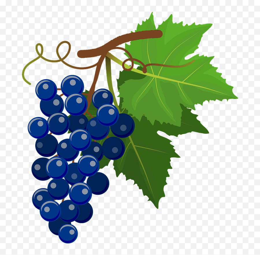 Blue Grapes Clipart - Grape Png,Grapes Transparent