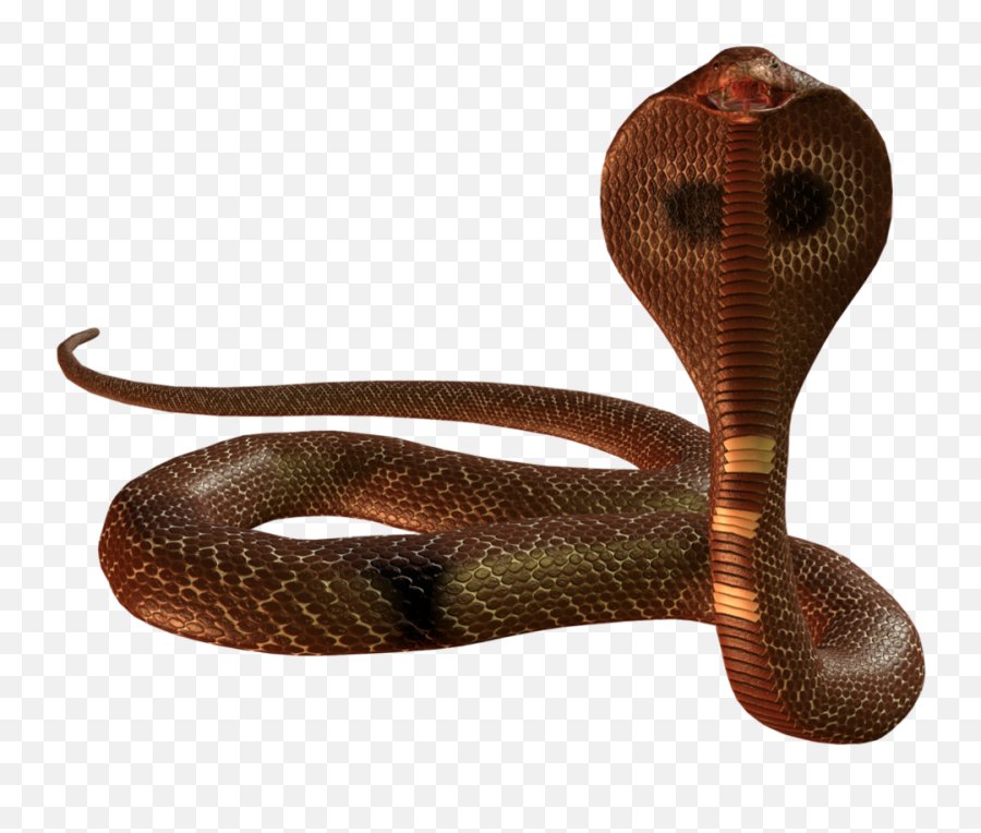 Download Free Cobra Snake Picture Icon - Snake Png,Snakes Png