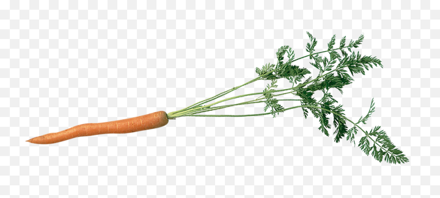 How To Grow Carrots - Bbc Gardenersu0027 World Magazine Png,Carrot Transparent
