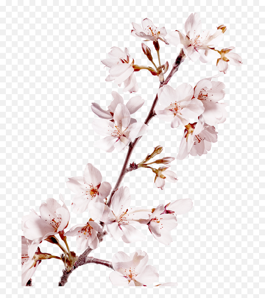 Sakura Pink Flowers Png Background - Cherry Blossom,Sakura Png