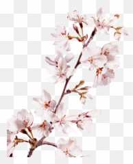 Sakura Pink Flowers Png Background - Cherry Blossom,Sakura Png