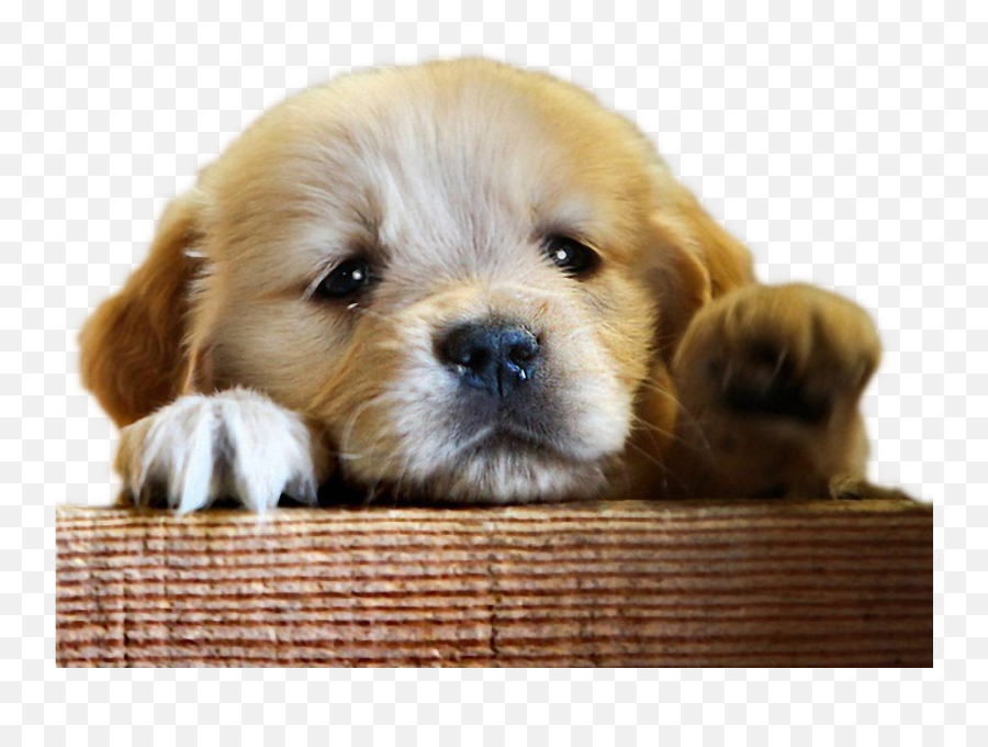 Sad - Dog Golden Retriever Bye Bye Full Size Png Download Hard Truths From Cute Puppies,Bye Png