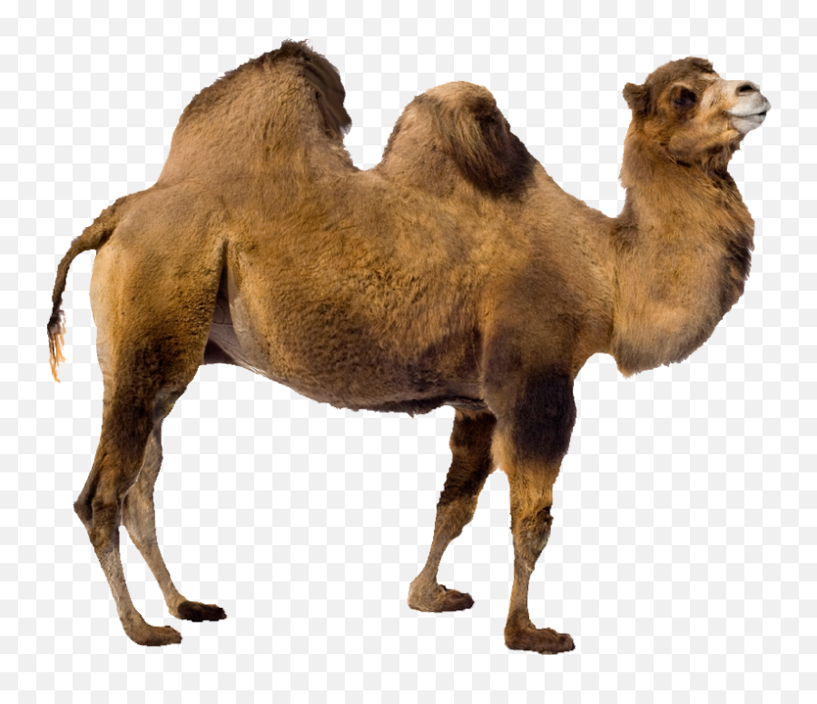 Camel - Animaltransparentpngimagesfreedownload021 Free Camel Transparent Background Png,Rihanna Transparent Background