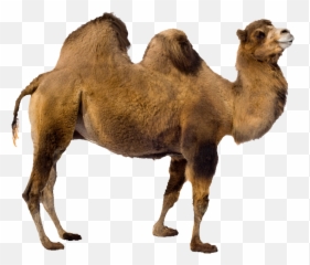 Camel - animaltransparentpngimagesfreedownload021 Free Camel Transparent Background