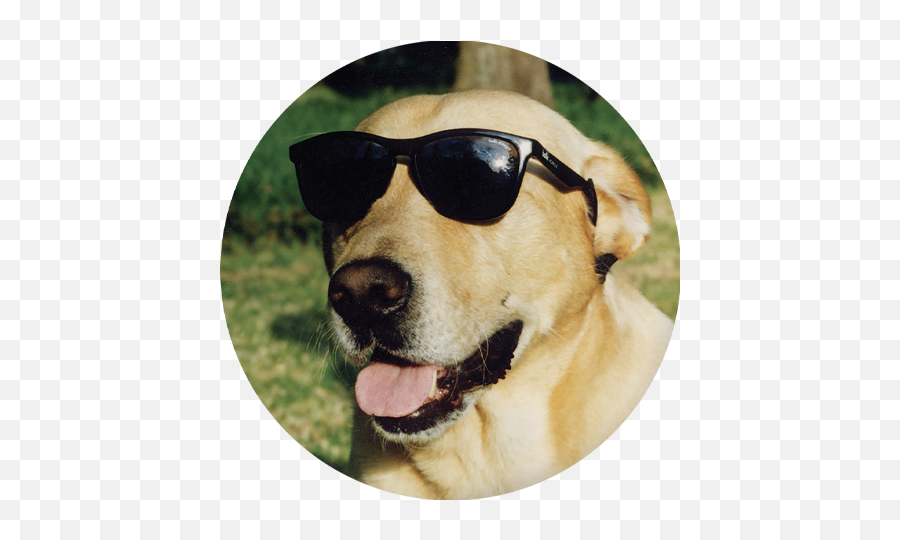 Why The Dog - Raising Dog Glasses Png,Yellow Lab Icon Png