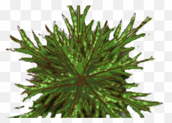 Architecture Entourage And Templates Tree Plan 03 - Top View Palm Png