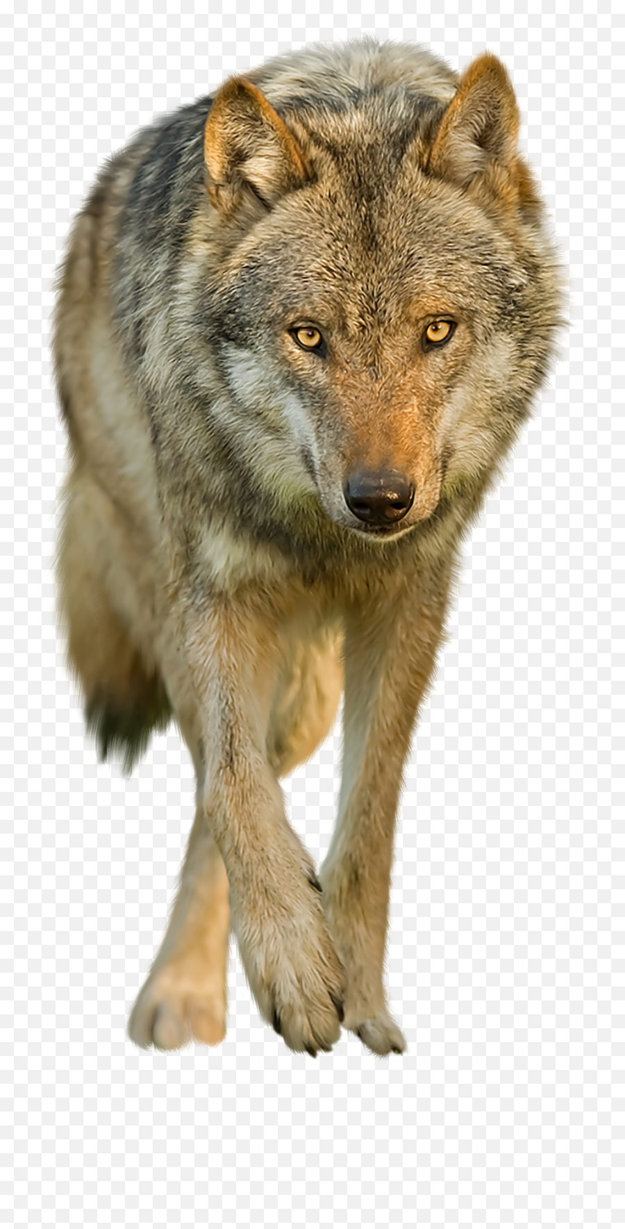Wolf Transparent Png 6 Image - Wolf Transparent Background,Wolf Transparent