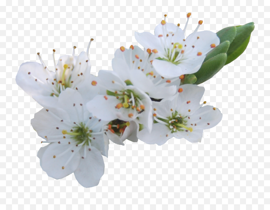 Download Blossom Png Photos - White Cherry Blossom Png,Blossom Png