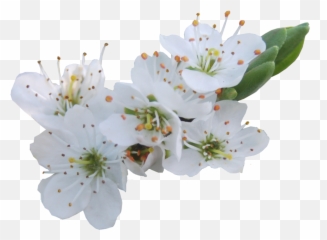 Download Blossom Png Photos - White Cherry