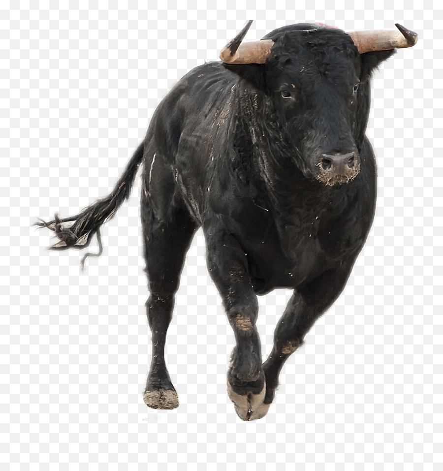 Bull Running Png Picture - Running Bull Png,Bull Transparent