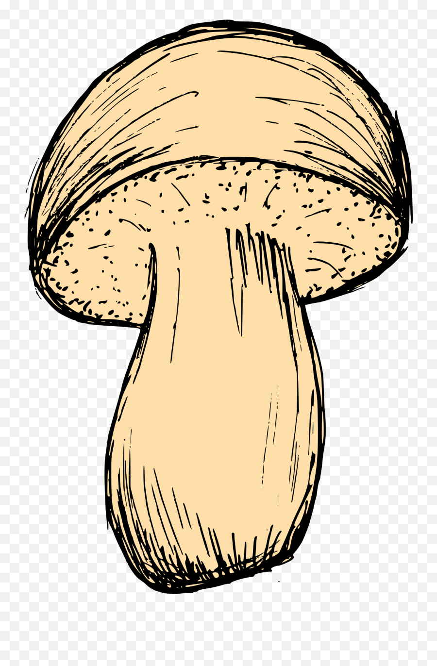 Mushroom Drawing Vector Eps Svg Png Transparent - Mushroom Png Drawing Vector,Mushroom Transparent Background