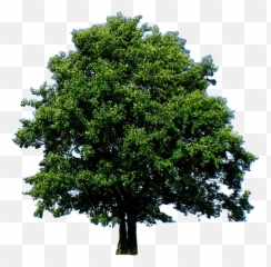 Cropped - treeoflifepng u2013 Classical Homeopathic Counseling Large Oak Tree Png